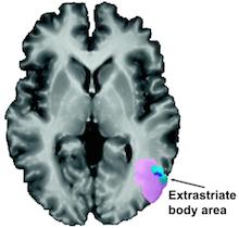 How Conversational Metaphors Engage Brain Region for Visual Perception