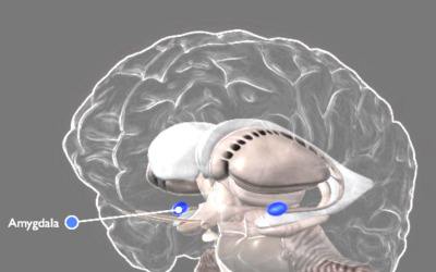 Erase Bad Memories and Enhance Good Ones with Manipulation of Specific Neurons